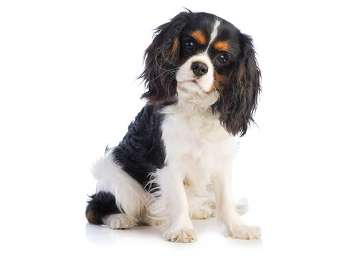 Cavalier king hot sale charles spaniel portugal